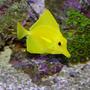 saltwater fish - zebrasoma flavescens - yellow tang - hawaii