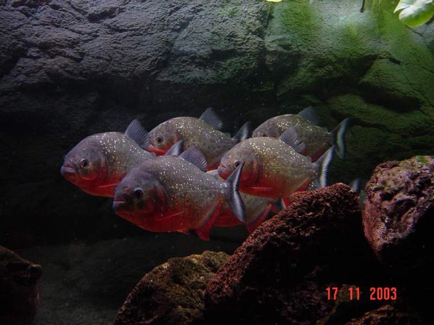 Rated #1003: Freshwater Fish - Pygocentrus Nattereri - Redbellied Pirhana