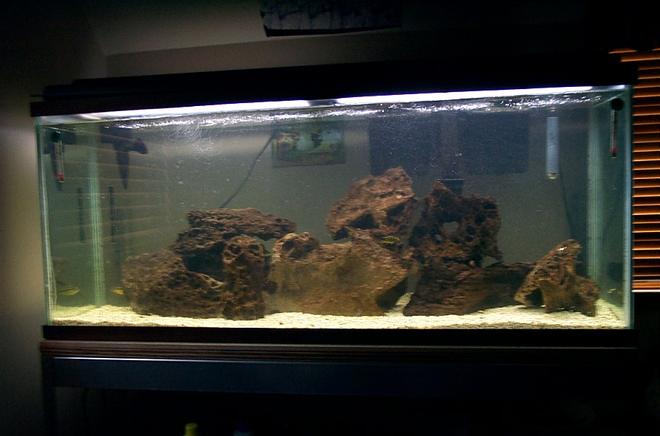 freshwater fish tank (mostly fish and non-living decorations)
