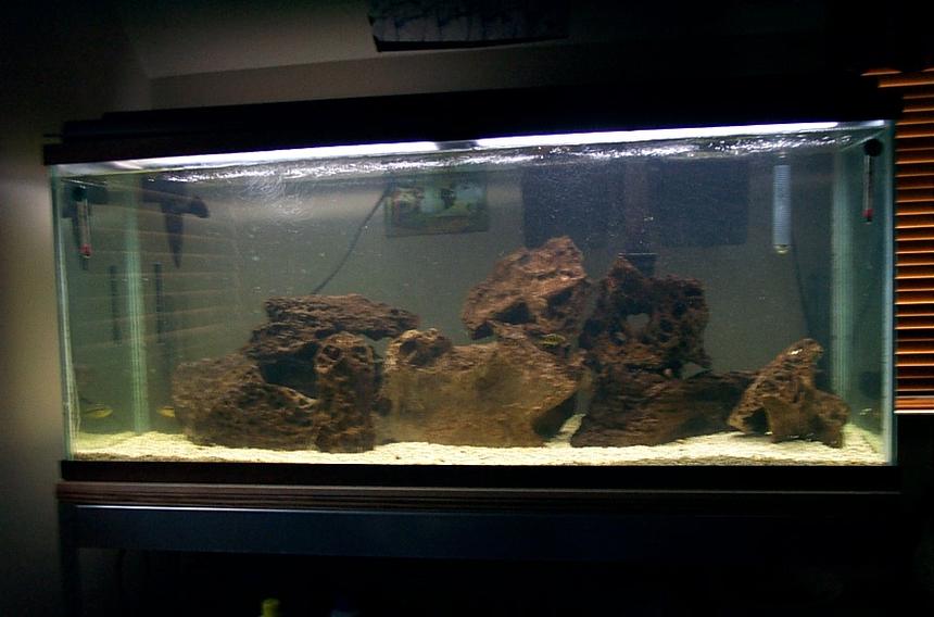 Rated #3266: Freshwater Fish Tank