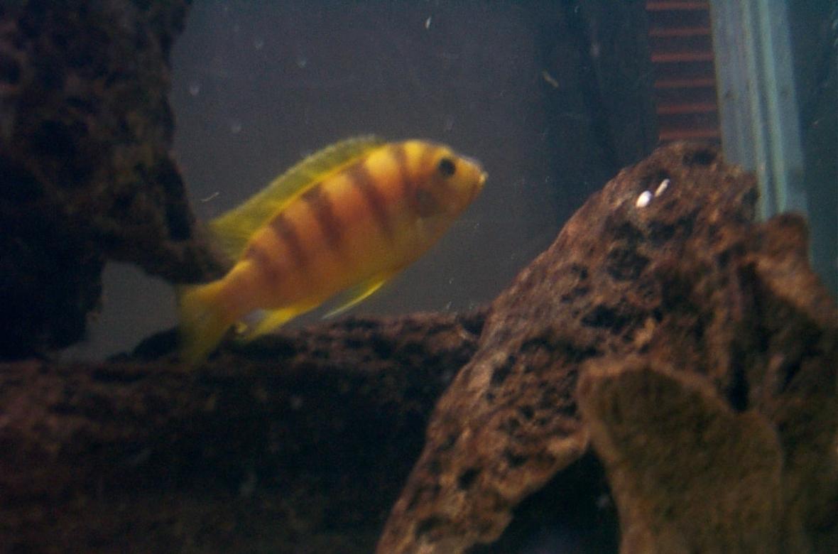 freshwater fish - metriaclima lombardoi - kenyi cichlid