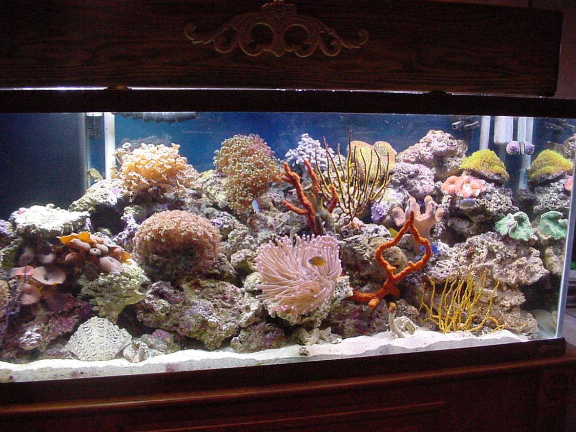 75 gallons reef tank (mostly live coral and fish)