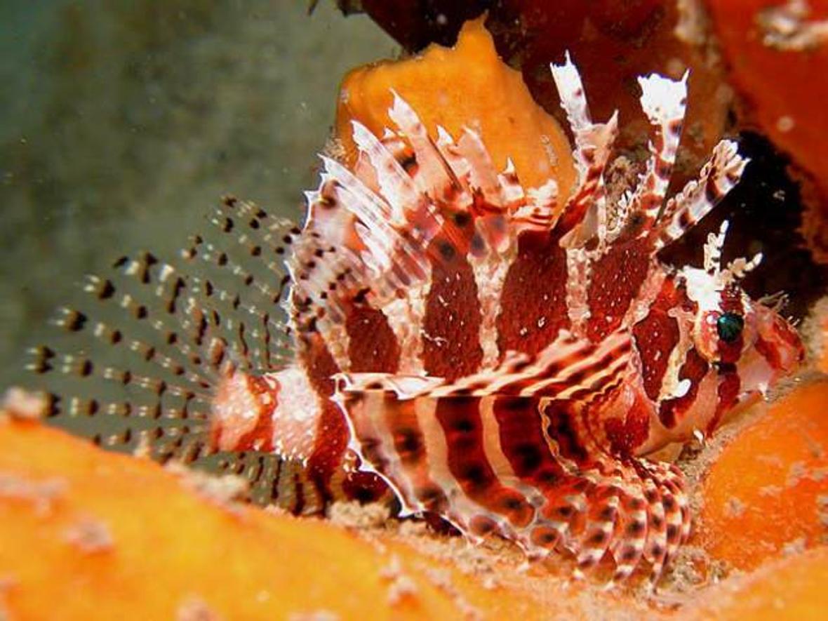 saltwater fish - dendrochirus brachypterus - fuzzy dwarf lionfish