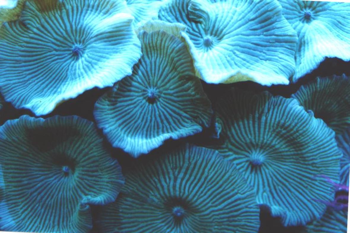 corals inverts - actinodiscus sp. - green striped mushroom