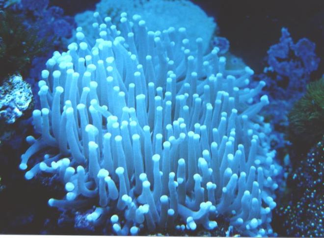 corals inverts - heliofungia actiniformis - plate coral, long tentacle