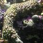 corals inverts - zoanthus sp. - colony polyp