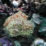 corals inverts - euphyllia paranchora - hammer / anchor coral, branching - just getting started