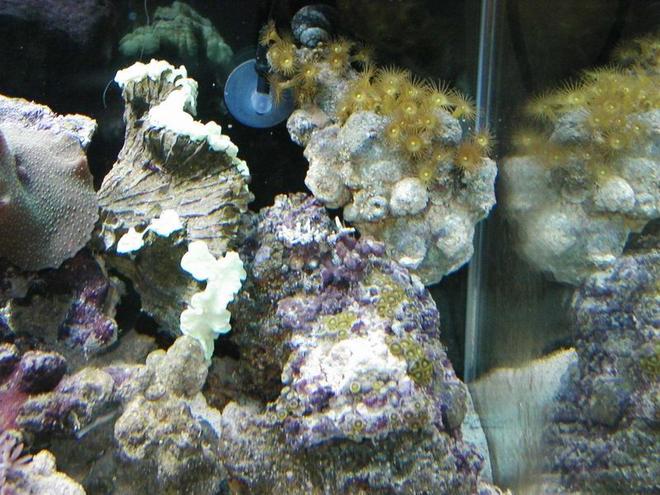 corals inverts - actinodiscus sp. - spotted mushroom - just getting started