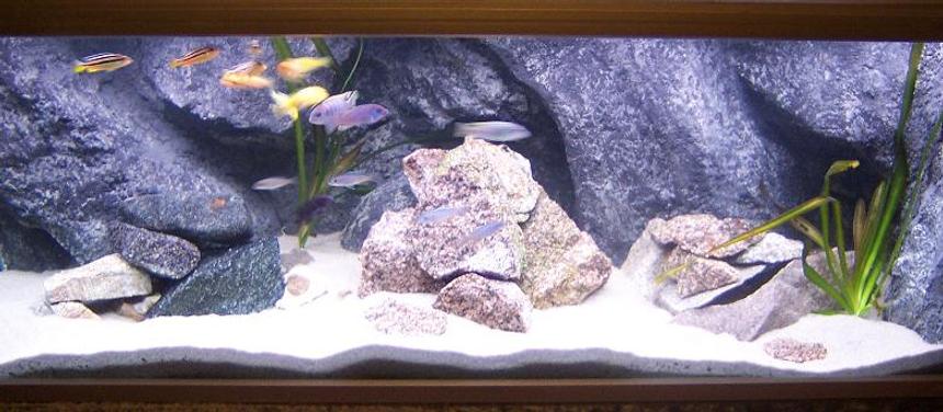 Rated #794: Freshwater Fish Tank - My 325 l Malawi tank, with homemade background....!