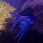 corals inverts - procambarus sp. - blue lobster - My blue lobster...molted twice now-gets along with the cichlids in the tank...love this little guy!!!