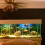 freshwater fish tank (mostly fish and non-living decorations) - Fresh water Tank about 3 months old.
