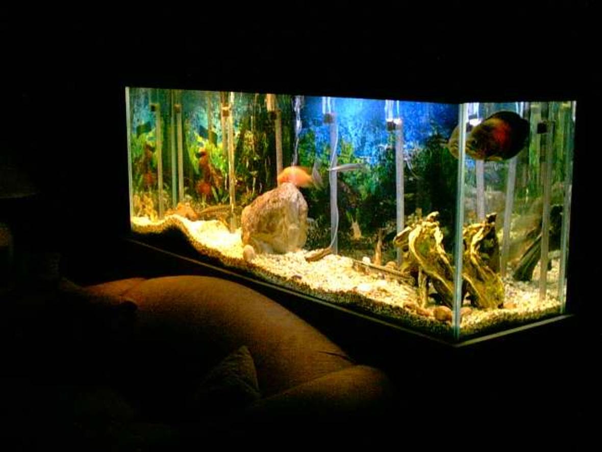 freshwater fish tank (mostly fish and non-living decorations) - Fresh water Tank about 3 months old.
