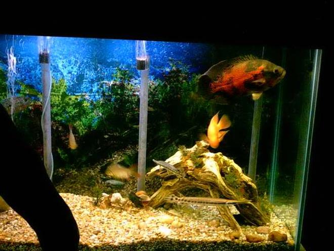 freshwater fish tank (mostly fish and non-living decorations) - Fresh water Tank about 3 months old.