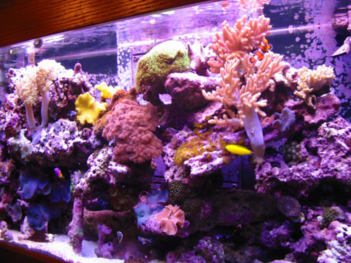 reef tank (mostly live coral and fish)