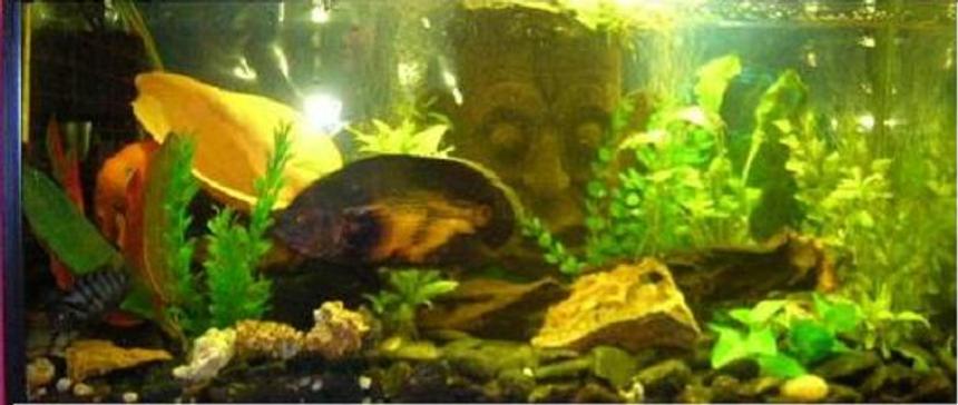 Rated #3481: Freshwater Fish Tank