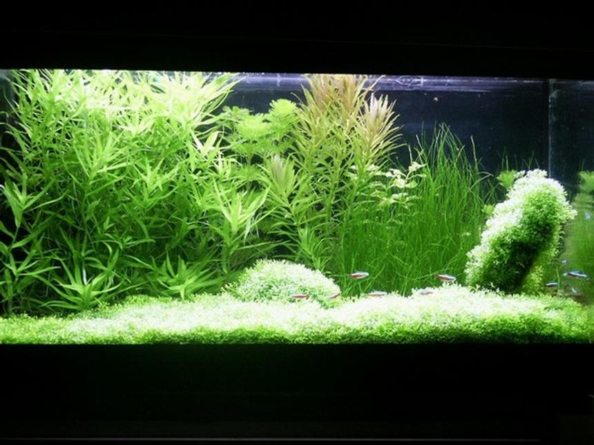 Rated #312: Planted Tank - Volume: 65x32x34 cm, 70 litres (15 galons)
Lighting and photoperiod: 3x 20W (1000lm, 4000K), 11h for day
Description of CO2 System: DIY project (CO2 reactor, JBL CO2 Vario - diffuser)
Plant spiecies list: Riccia fluitans, Heteranthera zosterifolia, Cabomba caroliniana, Limnophila aromatica, Ludwigia repens green, Eleocharis acicularis, Limnophila aquatica
Fish and invertebrate spiecies list: 15 x Cardinal tetra (Paracheirodon  axelrodi), 2 x  Siamese algae-eater (Crossocheilus siamensis), 4 x Otocinclus mariae
 
 
The tank was set up in October 2003. The subtratum is gravel without any fertilizer. Plants were bought alomost in the same time. Aquascape is my own idea. I havent got any serious problems with algae (only incidentally). I add my own-made firtelizer and also N, P and K. Most part of plants is green (except Limnophila aromatica). Fishes and plants create natural contrast.

 

Water parameters:

pH=6,2-6,6

gH=10

kH=3

NO3=10

NO2=0

PO4=0,5