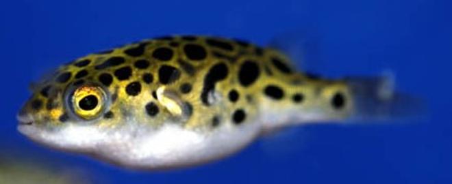freshwater fish - tetraodon biocellatus - figure 8 puffer