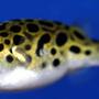 freshwater fish - tetraodon biocellatus - figure 8 puffer