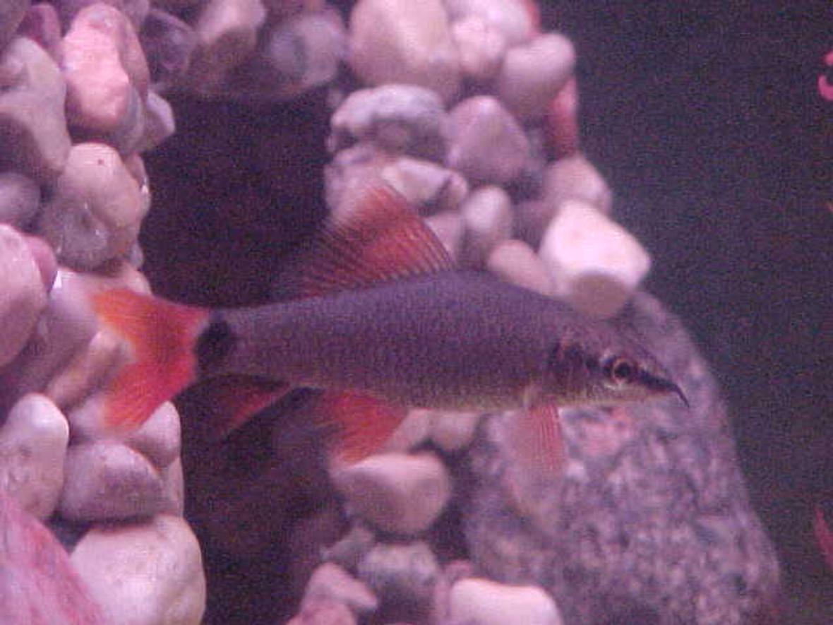 freshwater fish - botia modesta - redtail botia loach