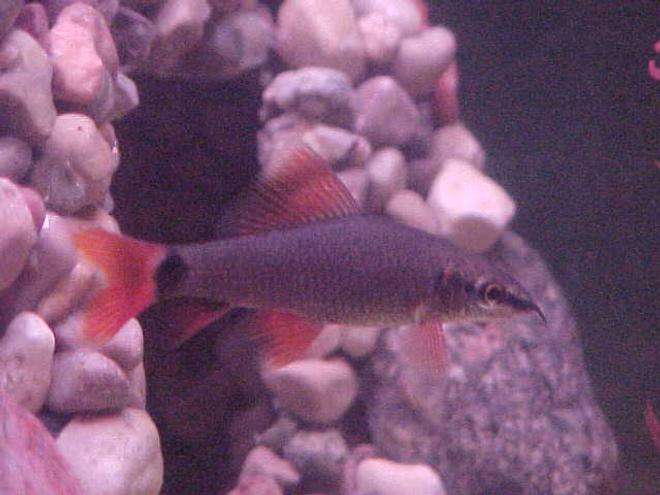 freshwater fish - botia modesta - redtail botia loach
