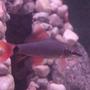 freshwater fish - botia modesta - redtail botia loach