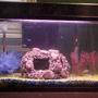 freshwater fish tank (mostly fish and non-living decorations)