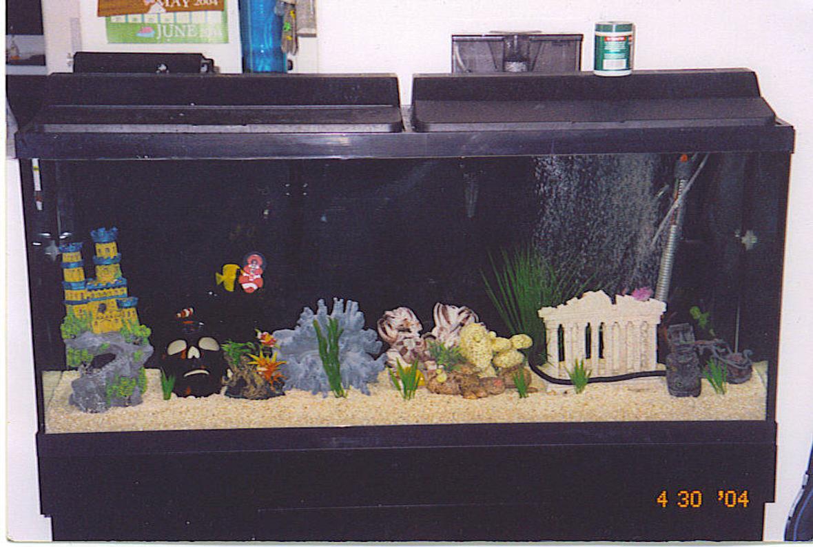 saltwater fish tank (mostly fish, little/no live coral) - 55 GALLON SALTWATER FISH TANK FO SHEE ZEEE