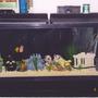 saltwater fish tank (mostly fish, little/no live coral) - 55 GALLON SALTWATER FISH TANK FO SHEE ZEEE
