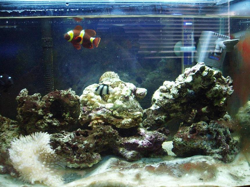 Rated #329: Saltwater Fish Tank