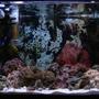saltwater fish tank (mostly fish, little/no live coral) - A new hobbyist with questions