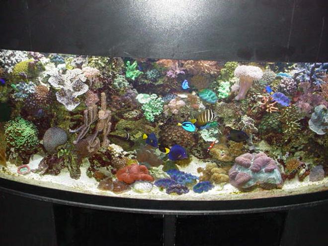 175 gallons reef tank (mostly live coral and fish)