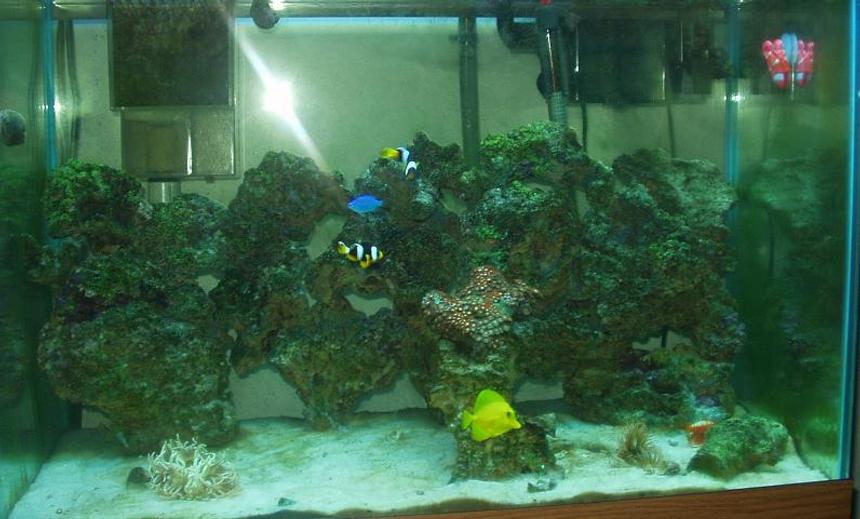 Rated #1295: Reef Tank - Saltwater with some corals, inverts, and reefs soon