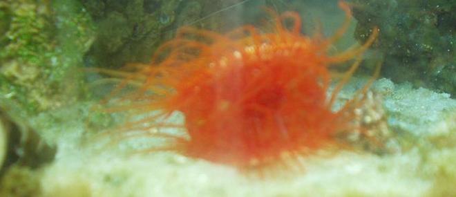 corals inverts - lima scabra - flame scallop - Saltwater with some corals, inverts, and reefs soon