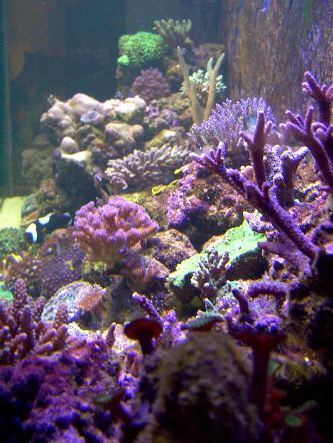 reef tank (mostly live coral and fish) - 125 reef