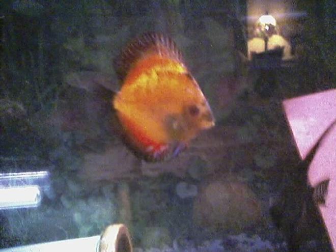 freshwater fish - pterophyllum sp. - red angel - I have about 75 freshwater tanks. I breed Angelfish of all varietys, albino plecos, and many types of guppies. I am also currently breeding red brick and red velvet swords.