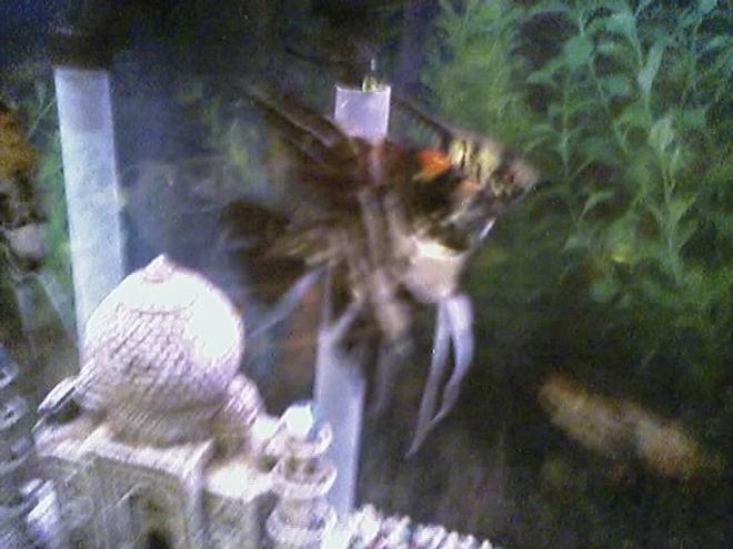 freshwater fish - pterophyllum sp. - koi angel - I have about 75 freshwater tanks. I breed Angelfish of all varietys, albino plecos, and many types of guppies. I am also currently breeding red brick and red velvet swords.