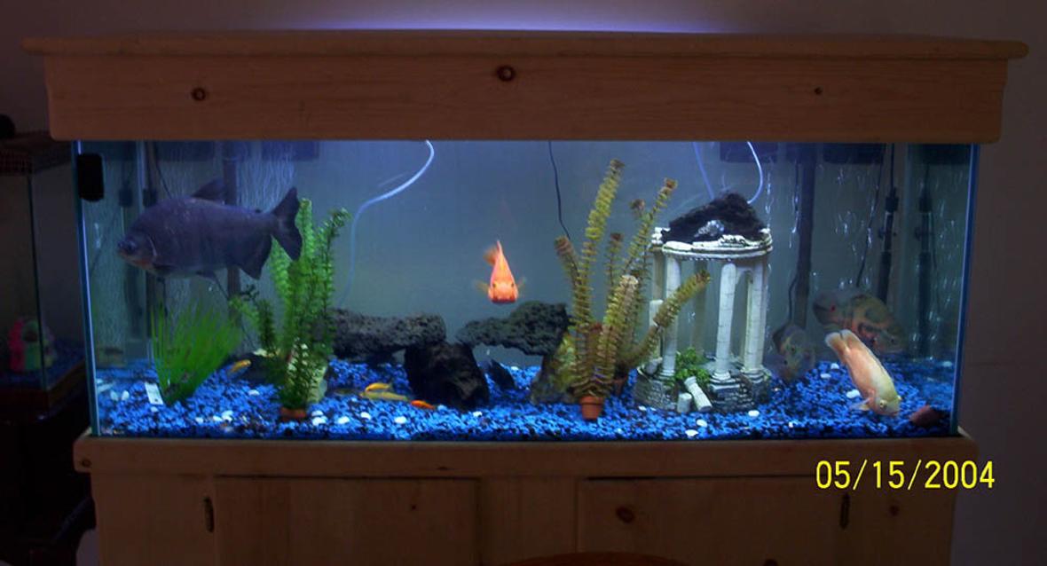 freshwater fish tank (mostly fish and non-living decorations) - 100 gallon Fishtank 8:1 blue to black rock mixture (2) Whisper 60 gallon filters (2) Adjustable Aqua 1000 heaters 1 blue/1 white halogyn tubes Whisper air pump