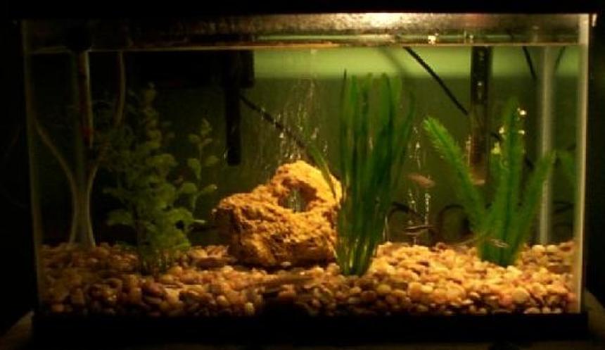 Rated #3811: Freshwater Fish Tank