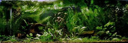 planted tank (mostly live plants and fish) - This is my first heavily planted tank...needs a trim.  Sorry about the low res, 75G is too blasted wide for close detail.  Yes, there are fish (grin), but blurred with movement.  For more pics, stop by my website.