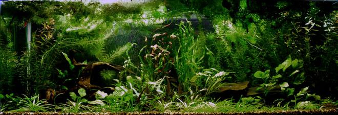 planted tank (mostly live plants and fish) - This is my first heavily planted tank...needs a trim.  Sorry about the low res, 75G is too blasted wide for close detail.  Yes, there are fish (grin), but blurred with movement.  For more pics, stop by my website.