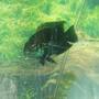 freshwater fish - herichthys carpinte - green texas cichlid
