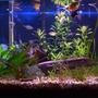 freshwater fish tank (mostly fish and non-living decorations) - 29 Gal freshwater