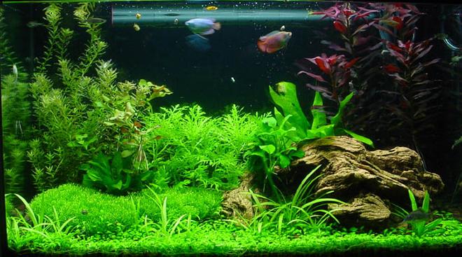 planted tank (mostly live plants and fish) - My first planted tank.