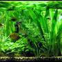 planted tank (mostly live plants and fish) - Size: 130x50x50cm; Lighting: 3x 36 W OSRAM LUMILUX PLUS ECO; CO2 System: none !!!;