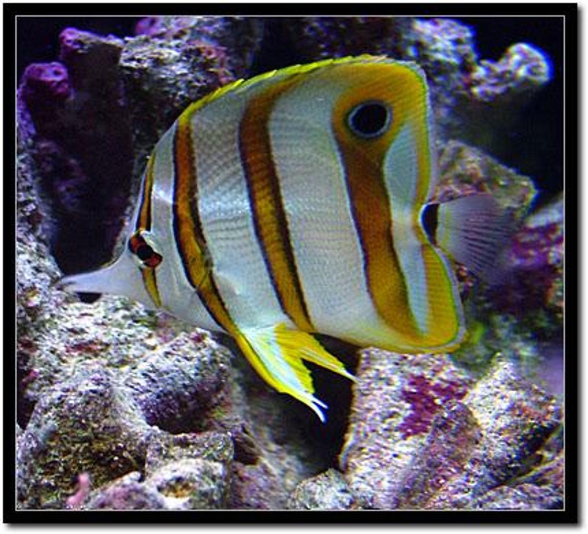 saltwater fish - chelmon rostratus - copperband butterflyfish - Copperband Butterfly