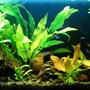 planted tank (mostly live plants and fish)