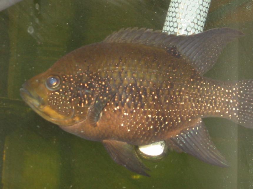 Rated #2314: Freshwater Fish - Herichthys Cynoguttatus - Texas Cichlid