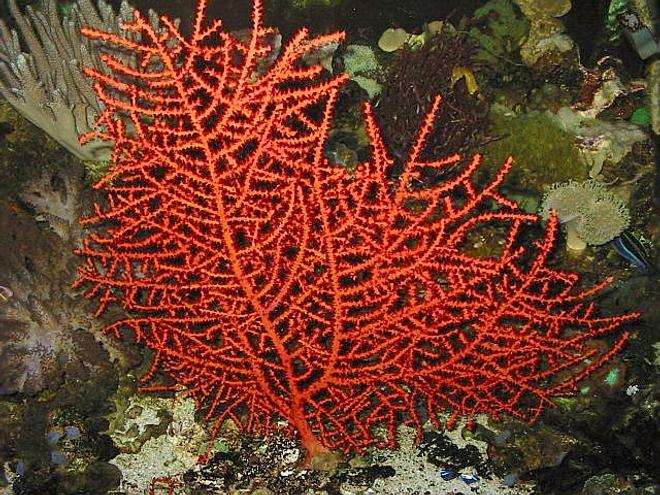 corals inverts - swiftia exserta - orange tree gorgonian - 120 reef tank 
2 400 20,000K
6 55 blue PC
Tide pool 2 
tons of fish and coral and inverts
