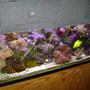 reef tank (mostly live coral and fish) - 55 Gallon: Corals:Hammer, Colt, Cabbage Leather, Finger Leather, 2 Toadstools, Blue Mushrooms, Green Mushrooms, Red Mushrooms, Yellow Poylps, Misc. Zoo's, Green Button, PolypsGreen Star Polyps, hammer, frogspwan, bubble, brain, Fish: 2 False Perc's, misc damsels, 1 Green Clown Goby Inverts: Feather Dusters, Cleaner Shrimp, pepermint shrimp Misc. Crabs and Snails