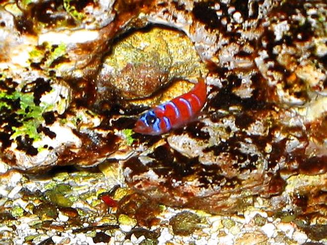 saltwater fish - lythrypnus dalli - catalina goby - 120 reef tank 
2 400 20,000K
6 55 blue PC
Tide pool 2 
tons of fish and coral and inverts